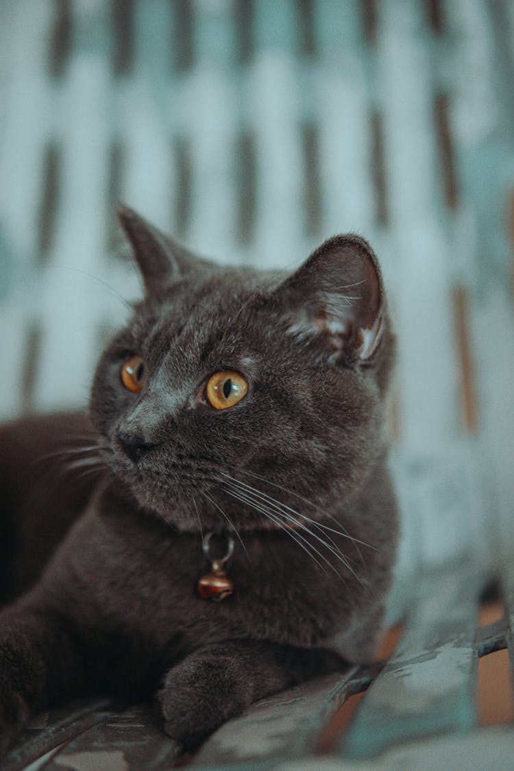 Black Cat With A Curious Expression