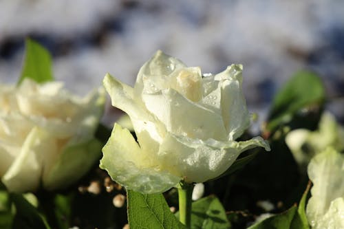 Free stock photo of white roses Stock Photo