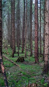 A tranquil forest scene with vertical tall trees in a lush, green setting.