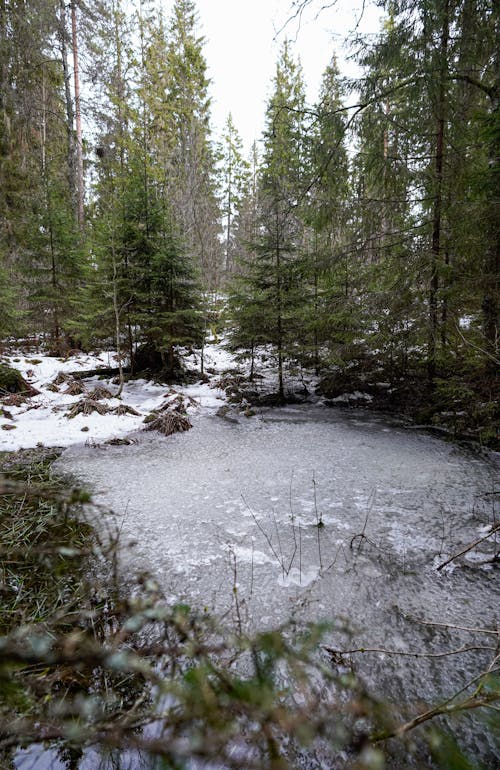 View of a River in a Snowy Forest 
