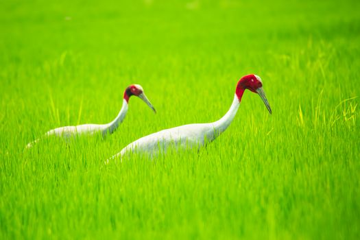 Beautiful Sarus cranes in lush green fields of Dhanauri, India.
