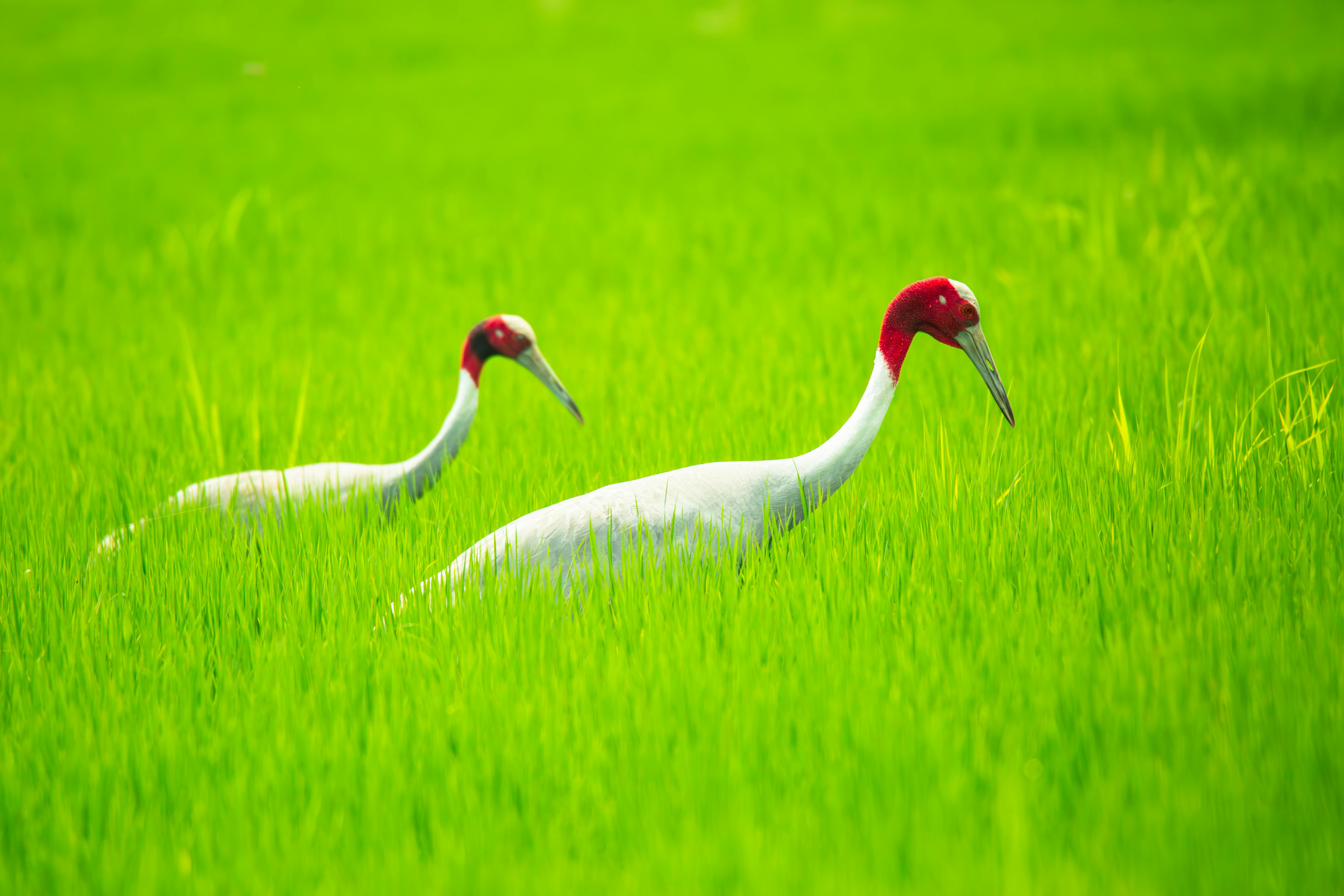 De franc Foto d'estoc gratuïta de a l'aire lliure, aiguamolls, amants de la natura Foto d'estoc