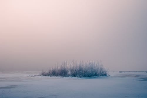 View of a Snowy Surface and Frosty Grass at Sunset 