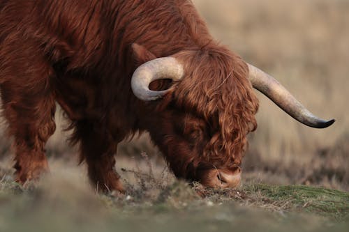 A brown cow with long horns eating grass