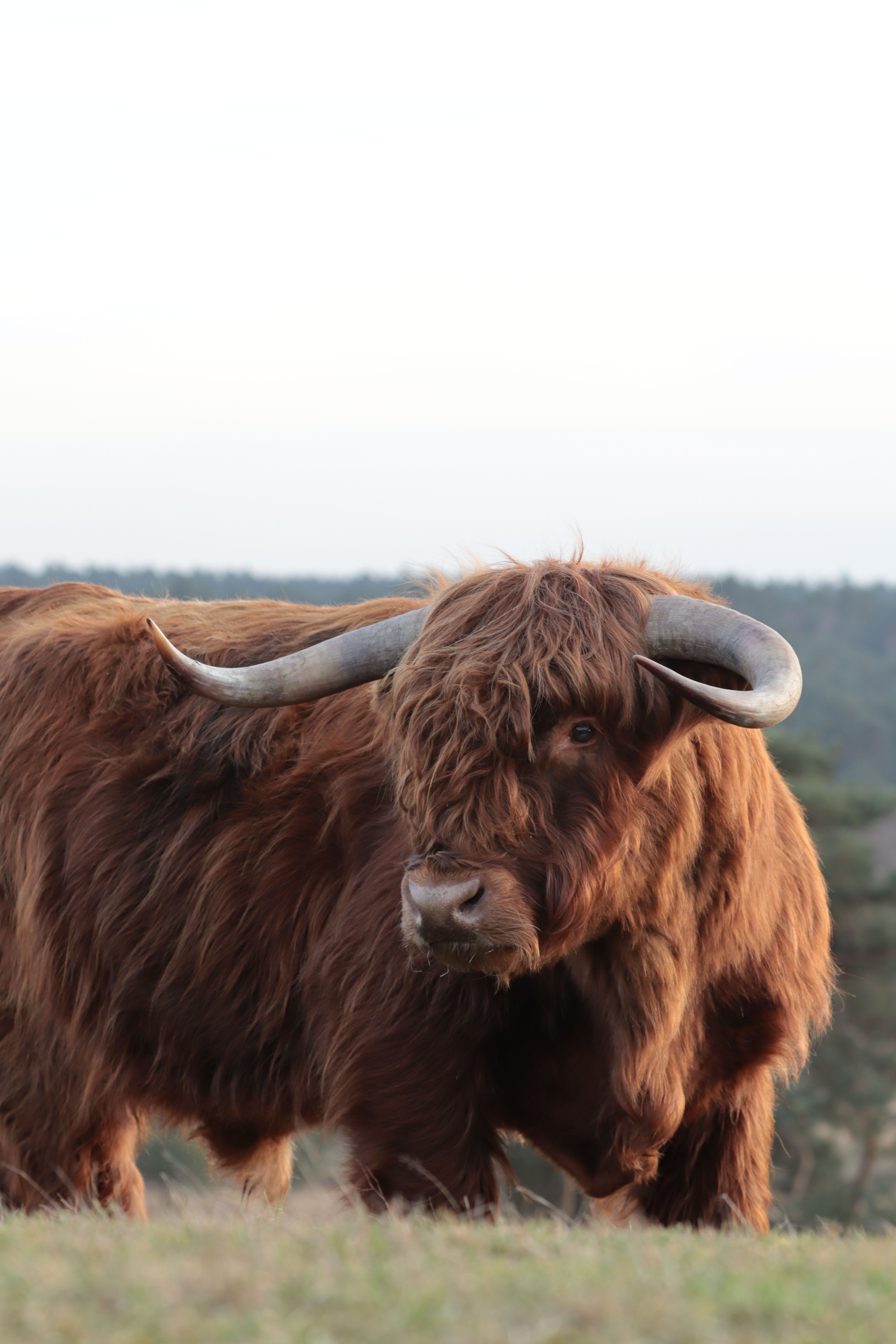 Long Coat Cow Stands on Pasture · Free Stock Photo
