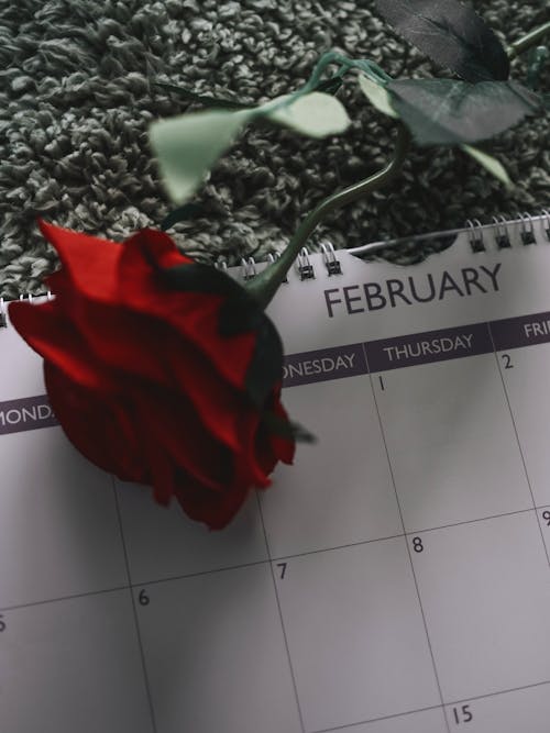 Free Rose On a Calendar for Valentines Day Stock Photo