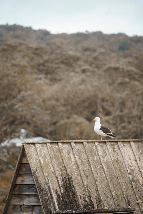 Seagull on Wooden Roof