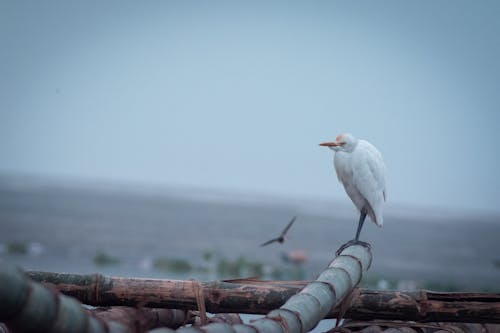 Foto d'estoc gratuïta de animal salvatge, bambú, dia d'hivern