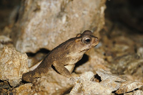 Frog on Stones