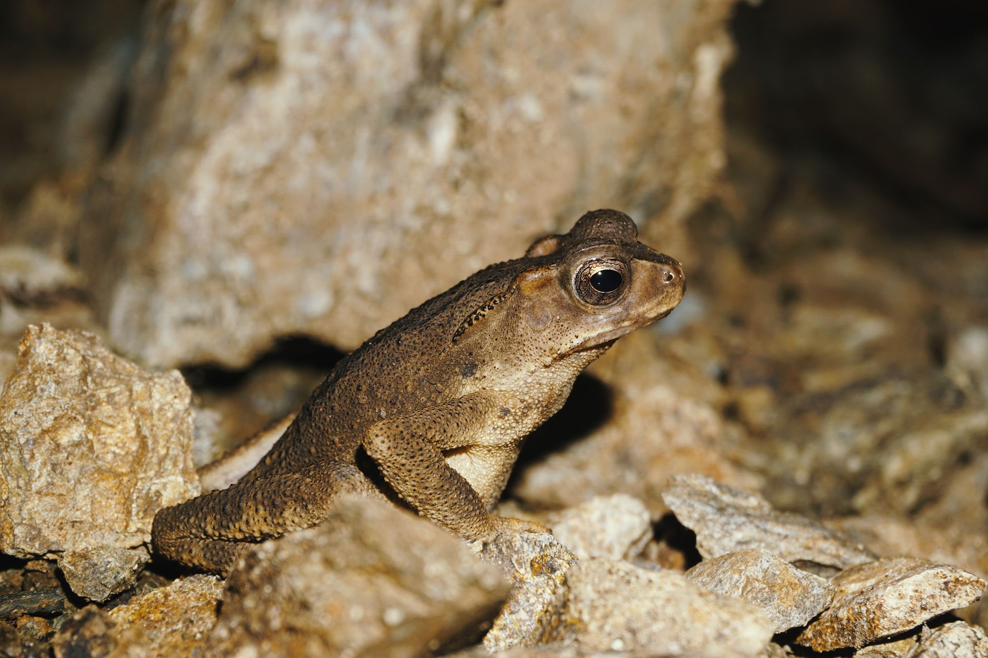 Detailed photo of a brown toad on rocks, showcasing natural wildlife habitat.