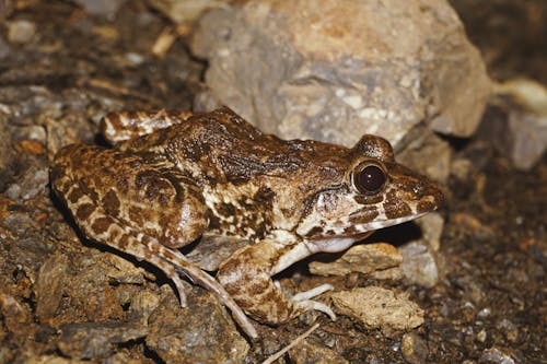 Brown Frog on Ground