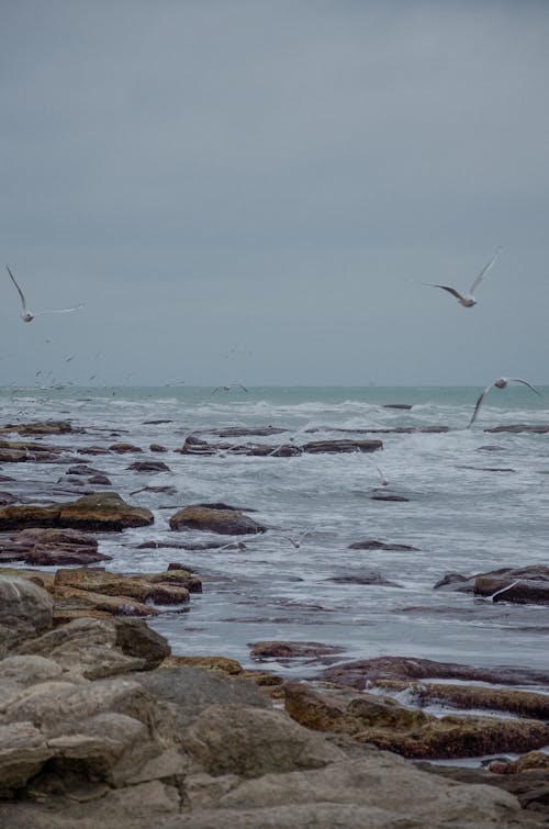 Seagulls Flying over Rocks on Sea Shore