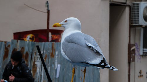 Imagine de stoc gratuită din pasăre, pescăruș