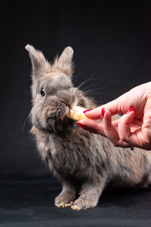 Free Close-up of a fluffy rabbit eating from a hand against a black background. Captures a heartwarming feeding moment. Stock Photo