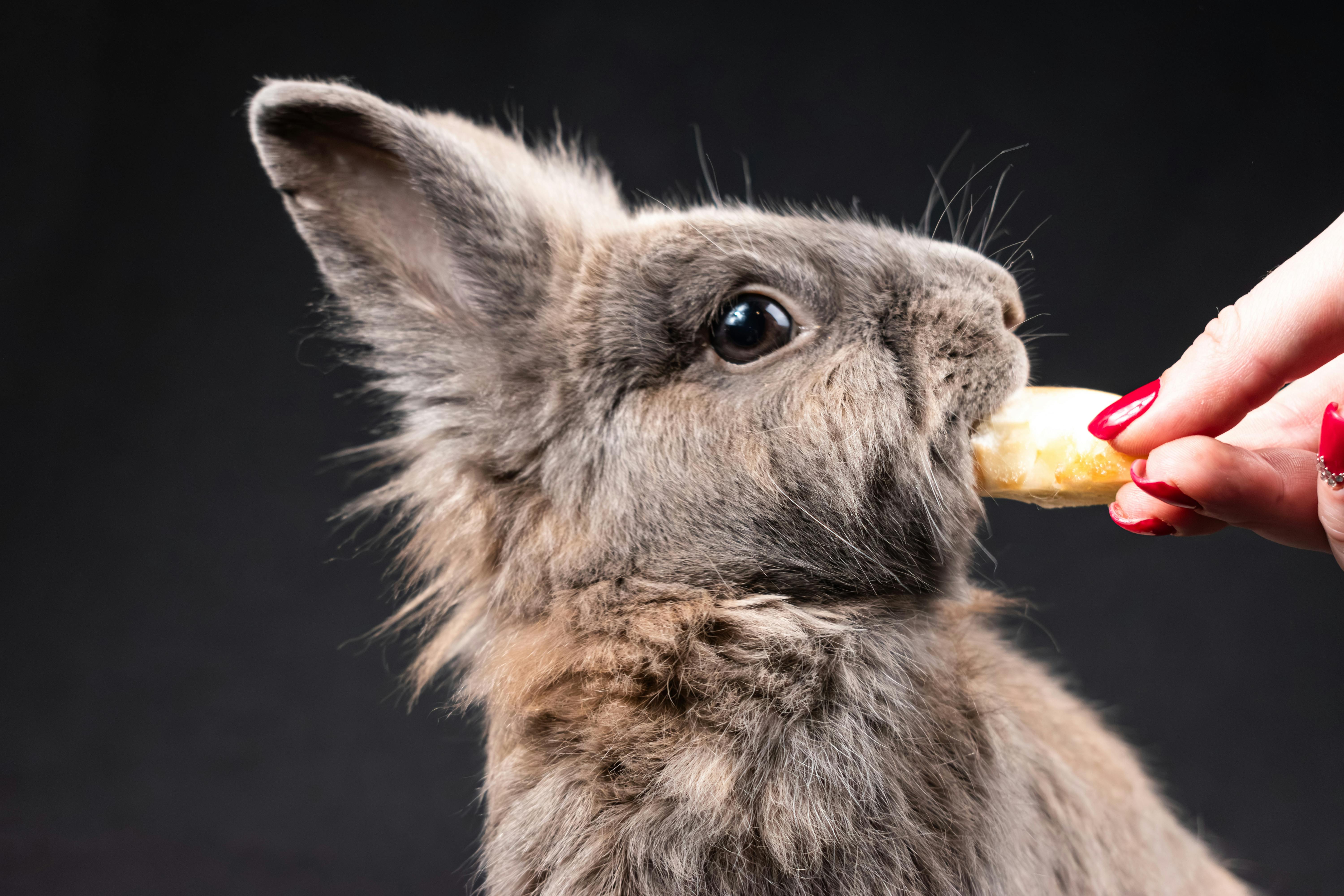 Woman Fingers Feeding Rabbit · Free Stock Photo
