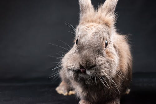 Close-up of a Pet Dwarf Rabbit 