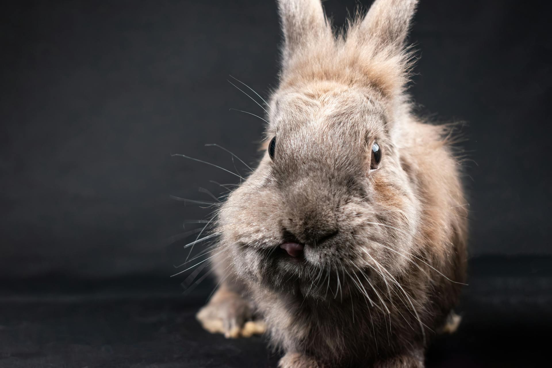 Adorable close-up portrait of a fluffy dwarf rabbit with brown fur against a black background.