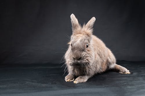 Studio Shot of a Pet Rabbit 