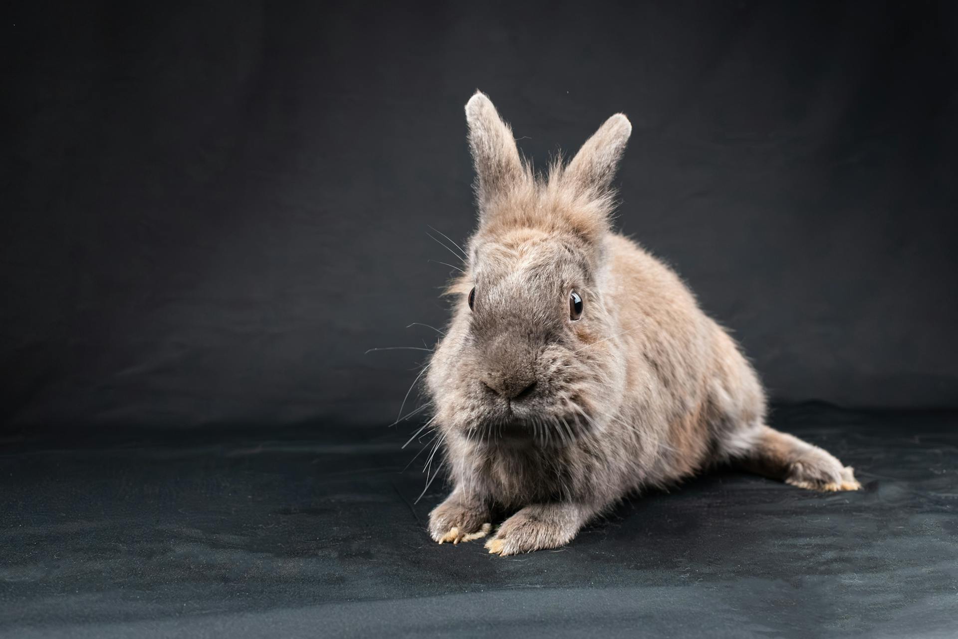 Studio Shot of a Pet Rabbit