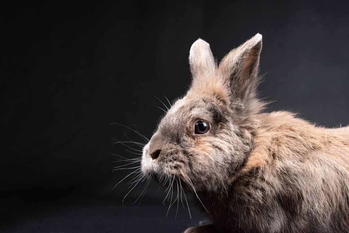 侏儒兔, 兔子, 動物攝影 的 免費圖庫相片