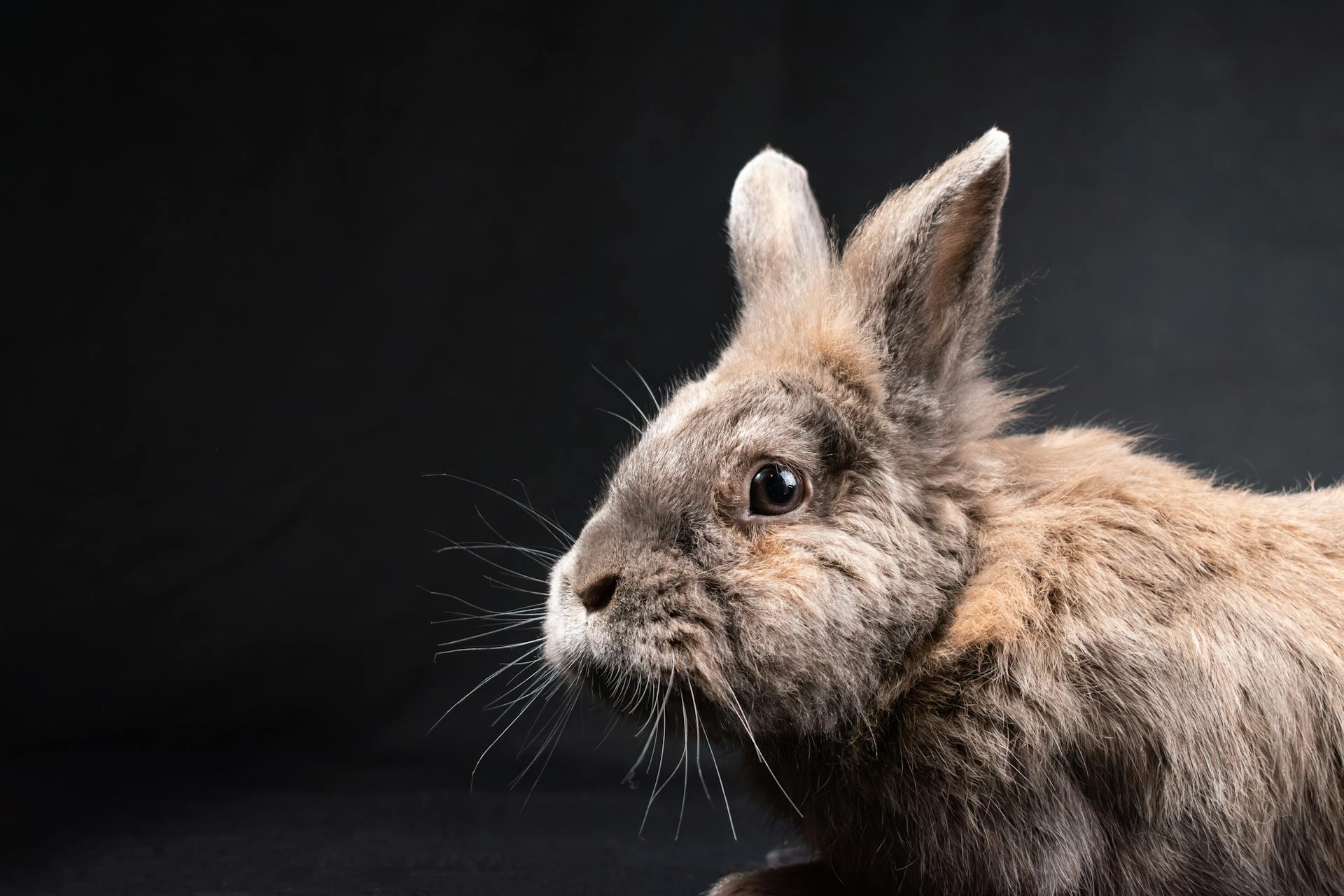 Adorable close-up of a furry dwarf rabbit against a black studio backdrop.