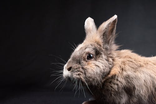 Free Studio Shot of a Pet Rabbit  Stock Photo