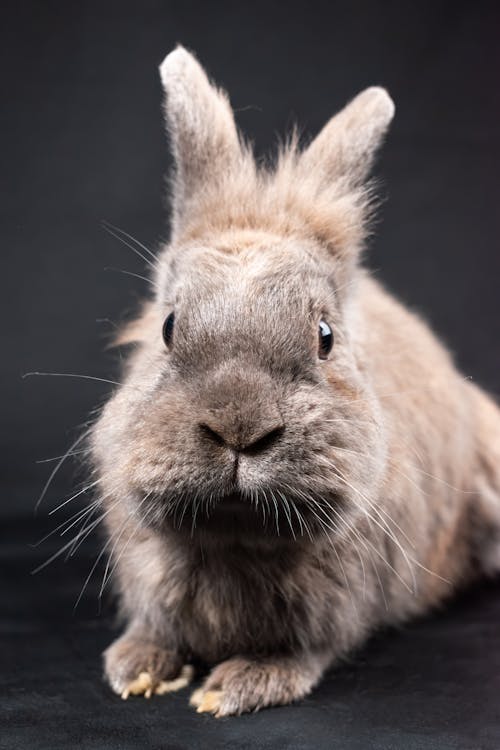 คลังภาพถ่ายฟรี ของ กระต่าย, การถ่ายภาพสัตว์, พื้นหลังสีเทา