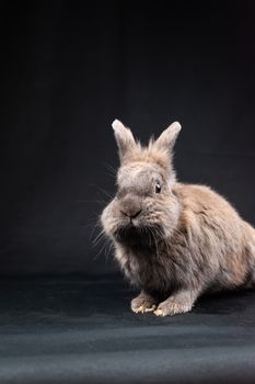 rabbit photo