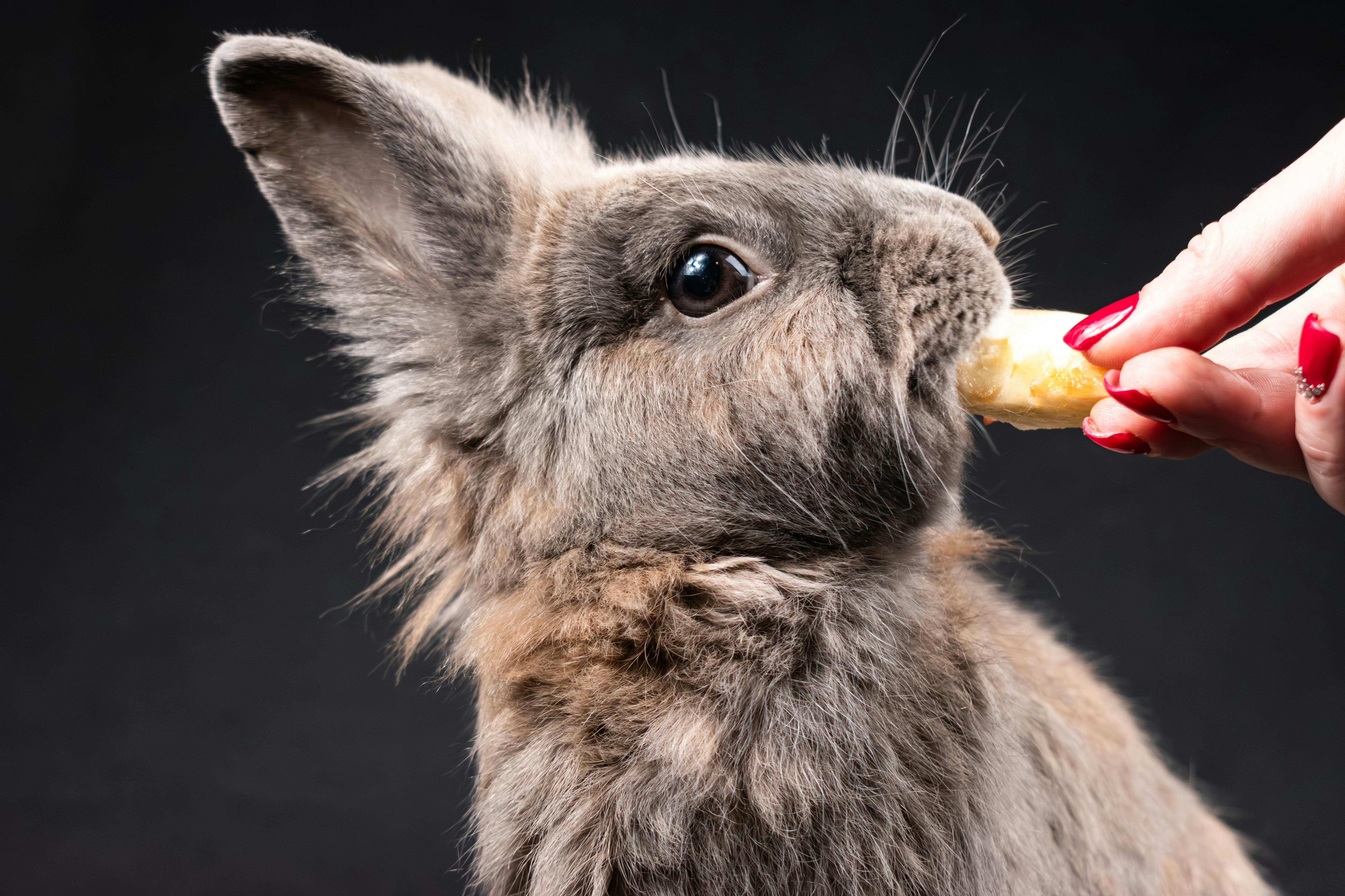 NIH funds brain PET imaging technology — Photo by Nikolett Emmert on Pexels
