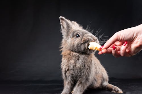 A Person Feeding a Pet Rabbit 