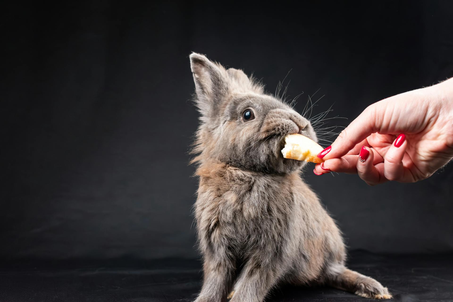 A Person Feeding a Pet Rabbit