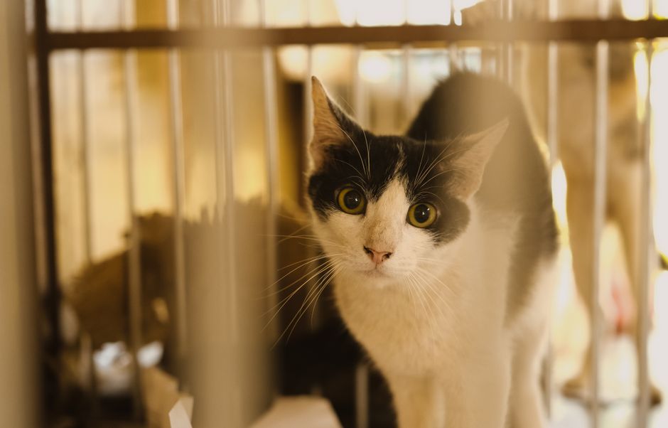 📊 猫ケージ おすすめ5選 早見比較表
商品名
価格帯
口コミ評価
一言特徴
おすすめ度
アイリスオー