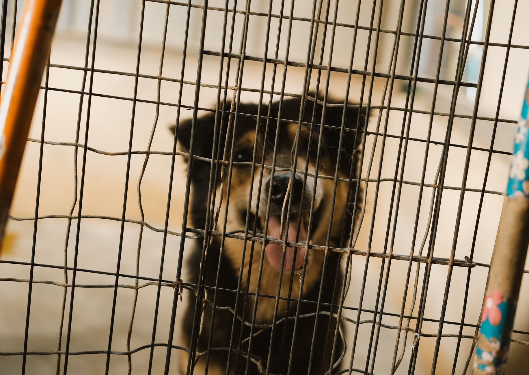 Invisible Shelter Dog Waits 1,150 Days—Then Gets a Day to Remember