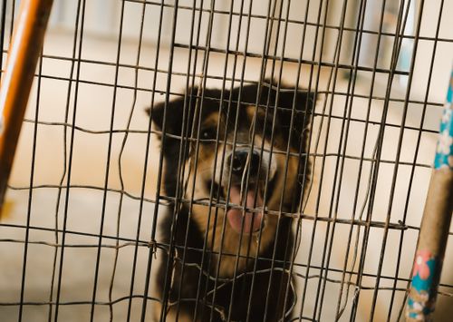 Free Adorable dog with tongue out behind a metal cage at an animal shelter, looking curious. Stock Photo