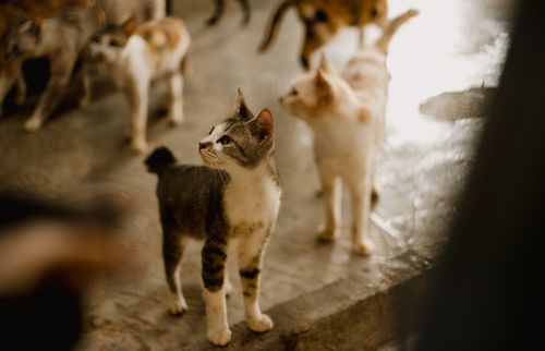 Free A group of curious cats in an indoor space with warm lighting, captured in selective focus. Stock Photo
