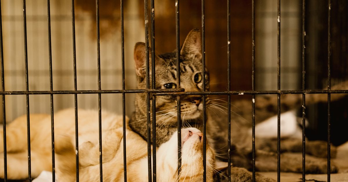 Skab et trygt udeliv for katten: Den moderne guide til kattegårde, løbegårde og sikre uderum