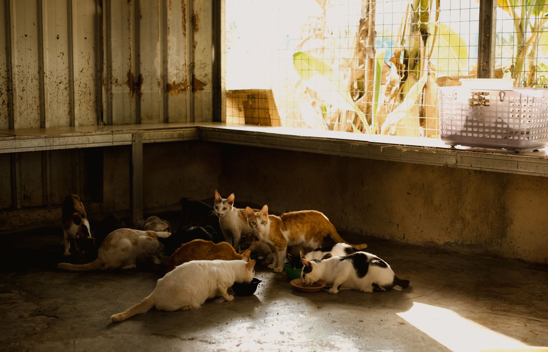 Defining pet food sustainability