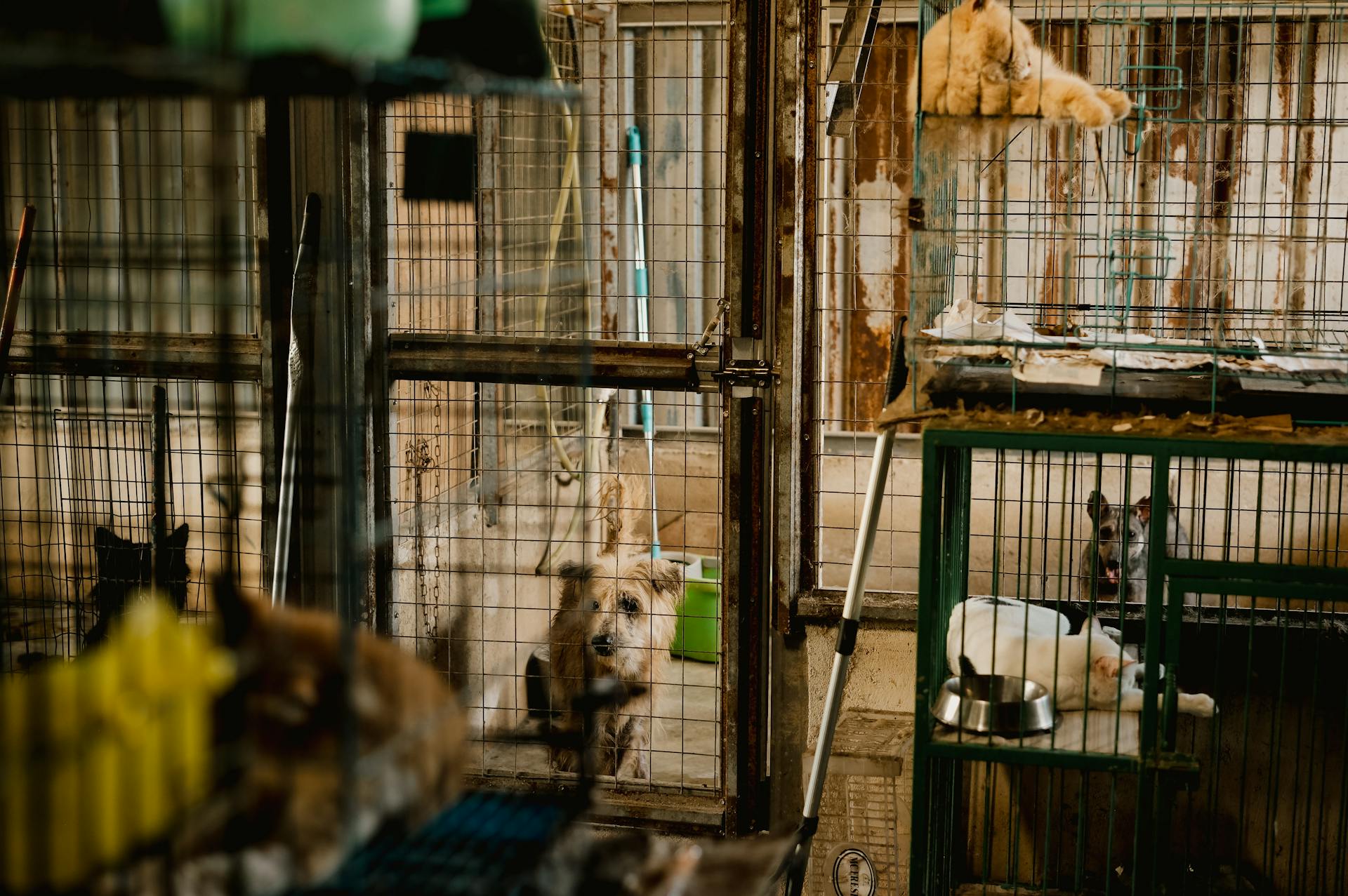 Chiens et chats en cage dans un refuge