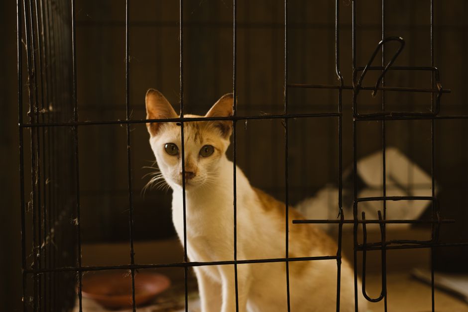 White and ginger cat sitting inside a black wire crate with a small dish on the floor in one corner and a latch on the full-height door