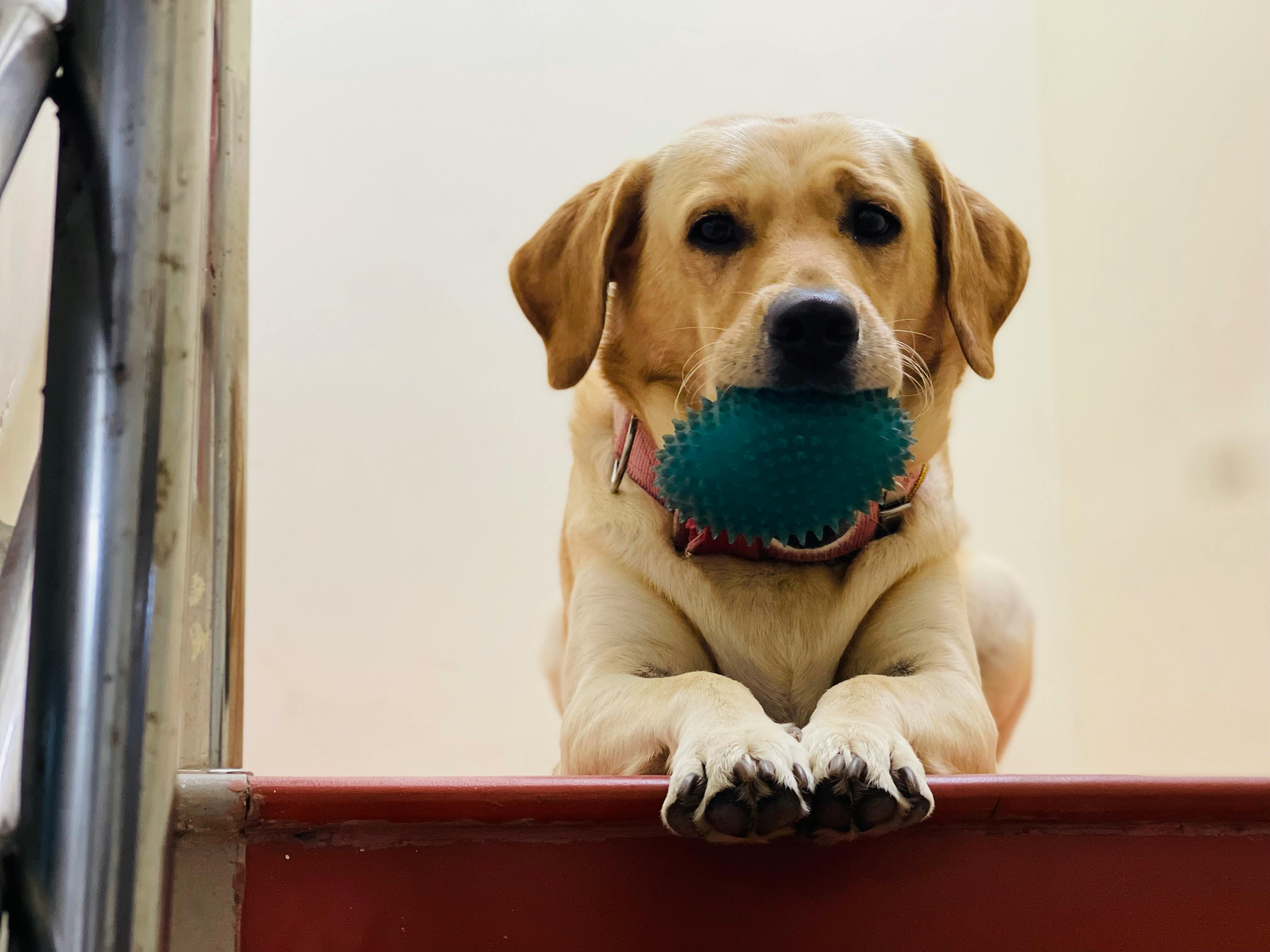 pet technology store — Photo by Yogi Yogesh on Pexels