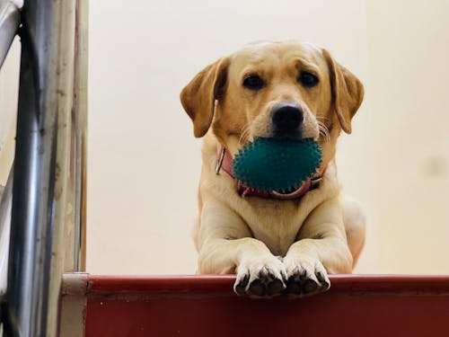 Kostenloses Stock Foto zu ball, häuslich, haustier