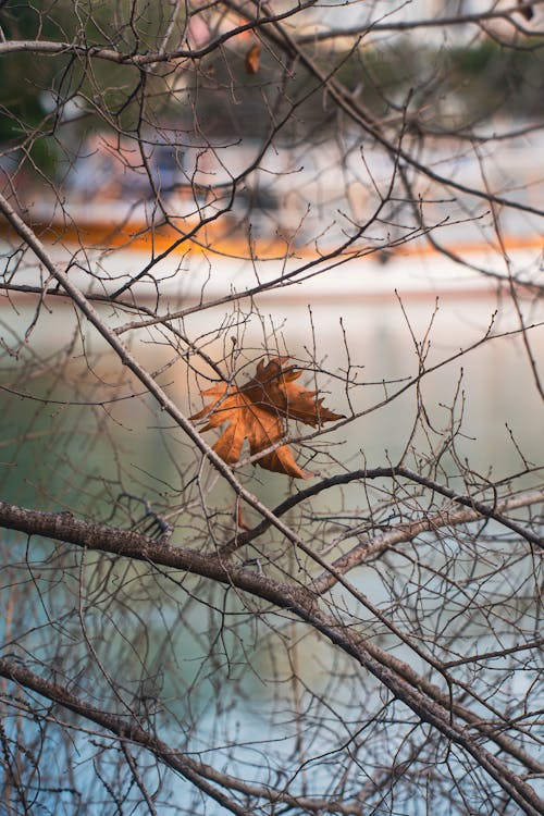 Close-up of a Brown Leaf Lying between Branches 