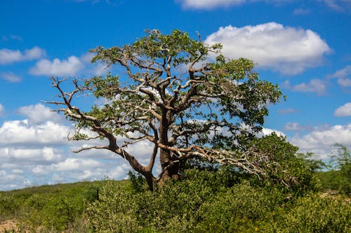 View of a Single Tree on a Field with Shrubs 