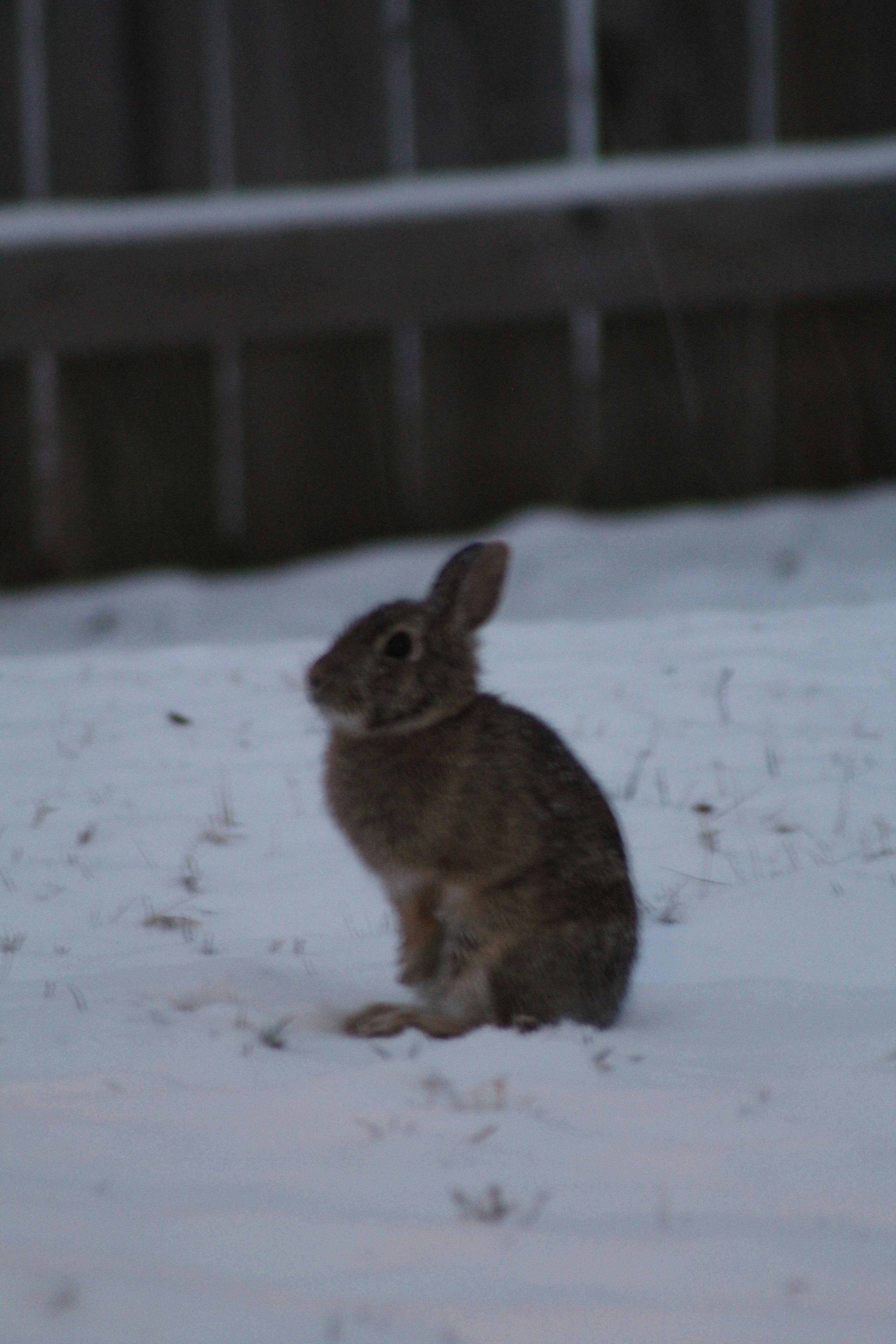 Free stock photo of animals, bunny, bunny in snow