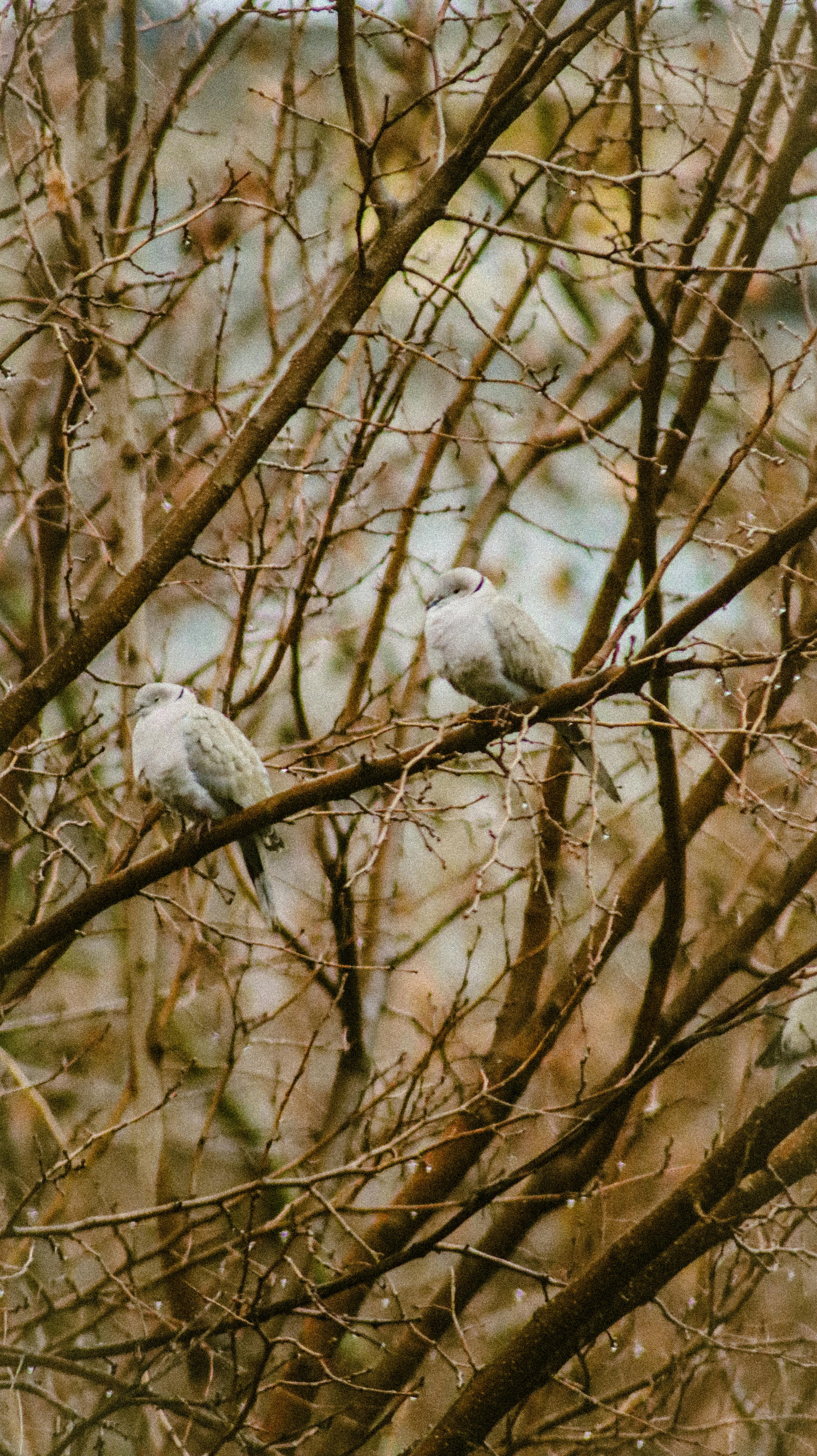 Two doves sitting on bare branches during autumn, nature's tranquility captured.