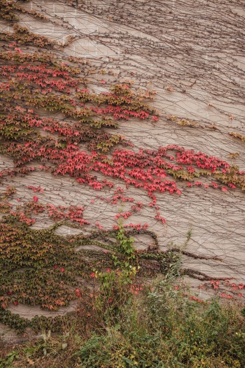 Free Vibrant red ivy climbing a stone wall, showcasing autumn's beauty. Stock Photo