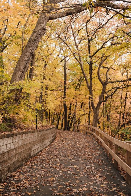 A tranquil walk through a picturesque autumn forest pathway lined with colorful leaves.