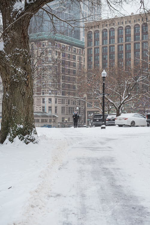 Gratis lagerfoto af boston, boston common, forkølelse