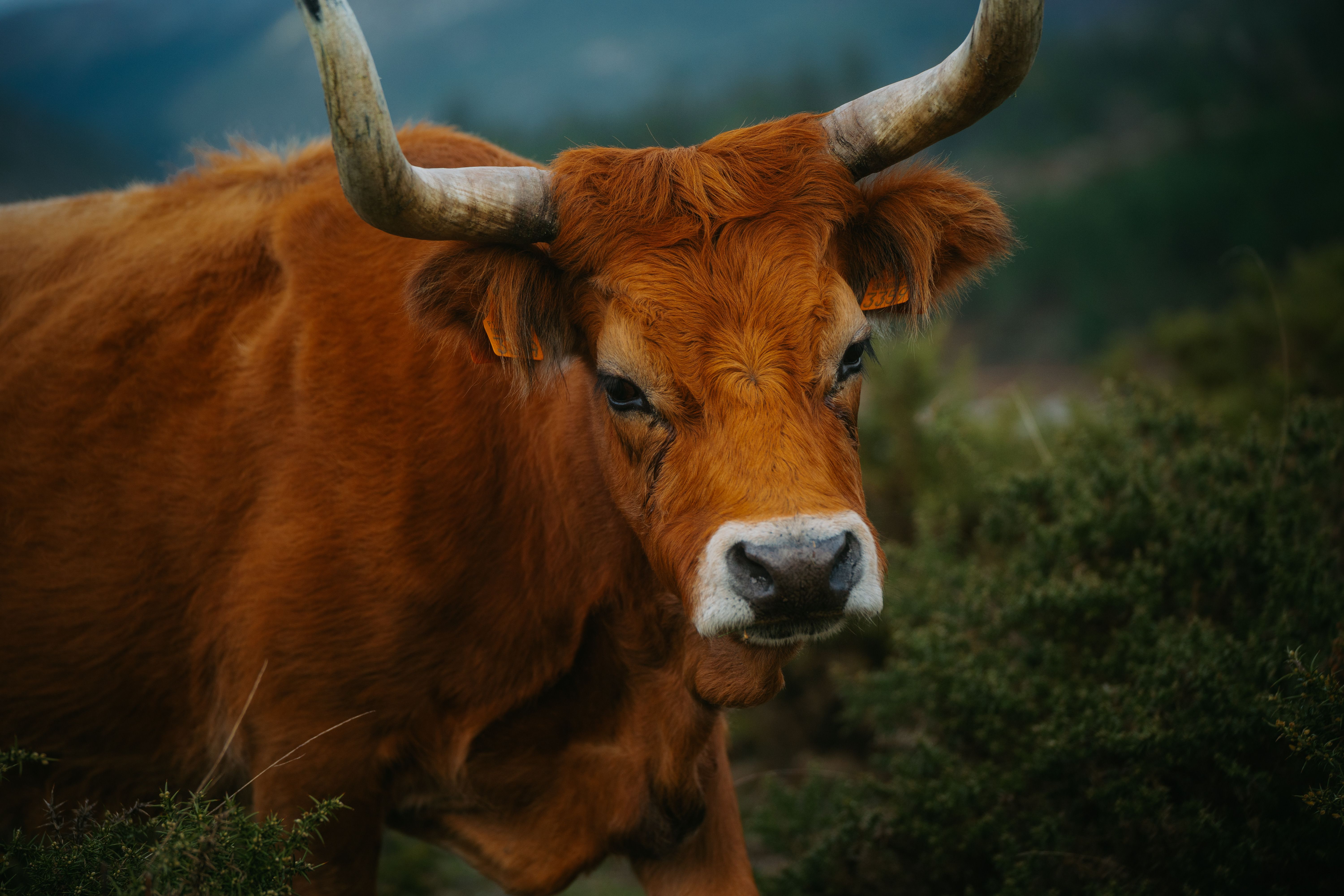Close-up Photo of Brown Cattle on Green Grass · Free Stock Photo