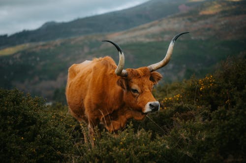 Cachena on Pasture